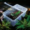 Plastic transparent reptile feeding box