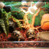 Borozo Reptile Tortoise Cave Hideout Cave Tortoise Nest Snake Cave Lizard Cave Big Hole