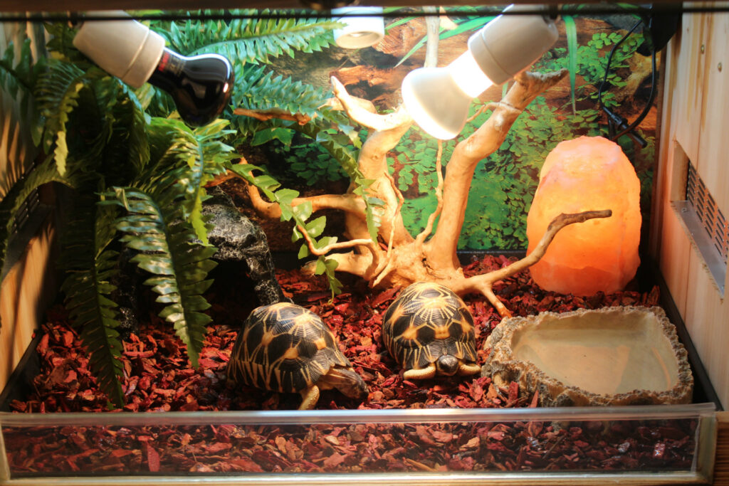 Borozo Reptile Tortoise Cave Hideout Cave Tortoise Nest Snake Cave Lizard Cave Big Hole