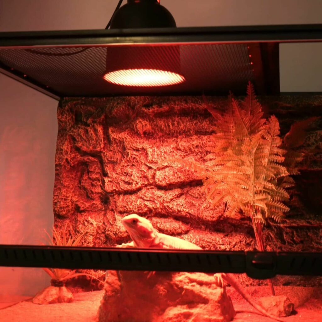 Turtle Snake Lizard Reptile Heat Lamp