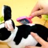 Lop-eared rabbit guinea pig comb